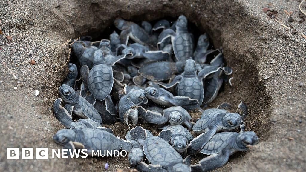 Seis razones para celebrar el futuro del medio ambiente y la naturaleza en 2025