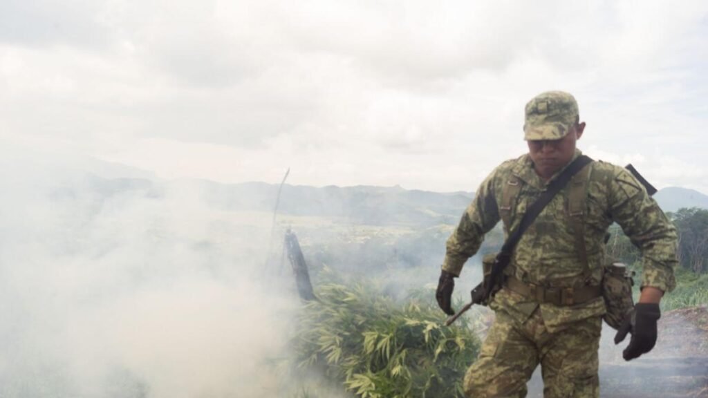Desmantelan cuatro cultivos de marihuana en Chiapas