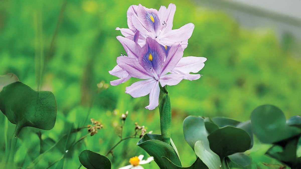 Lirio acuático: belleza, invasión y peligrosidad
