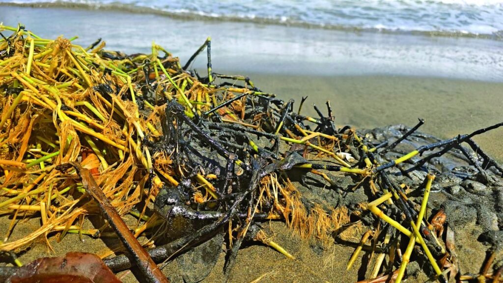 Rocío Nahle descarta un derrame en las playas de Alvarado, aunque reconoce el impacto medioambiental.