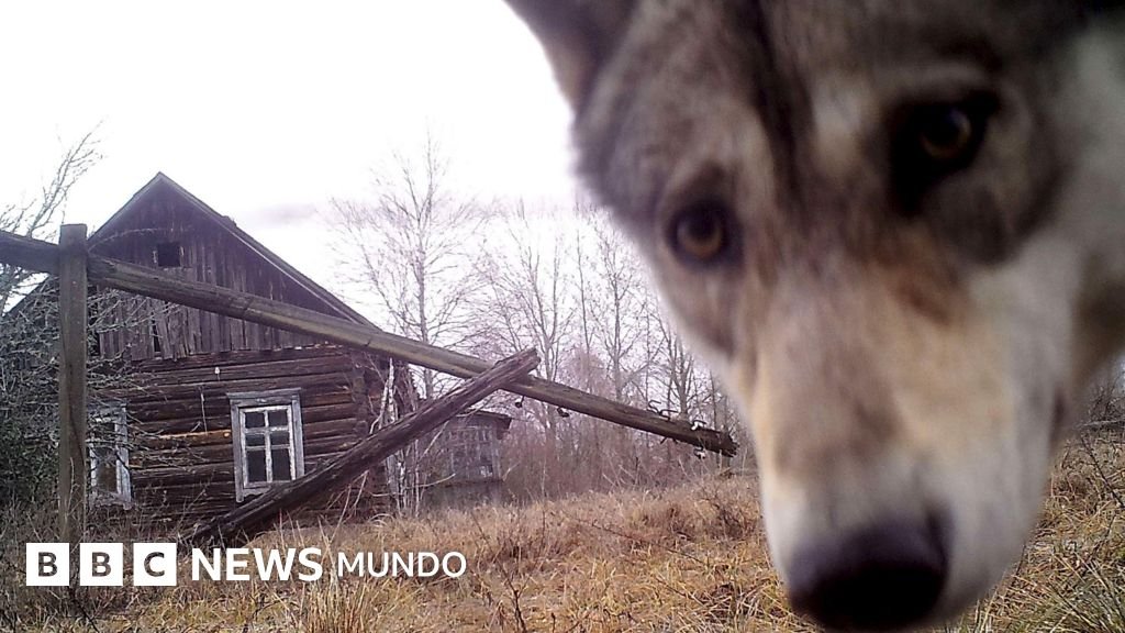 El sorprendente renacer de la vida silvestre en las zonas prohibidas de Chernóbil y Corea del Norte