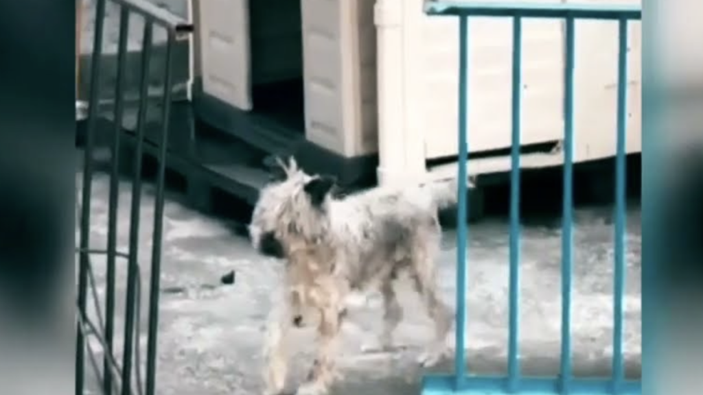 Activistas piden salvar a un schnauzer abandonado antes de que sea demasiado tarde