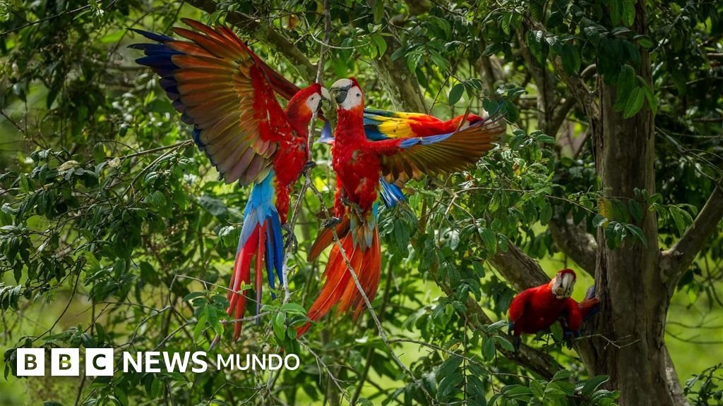 Razones por las que las guacamayas rojas abandonan a sus crías y el esfuerzo de una científica peruana por rescatarlas.